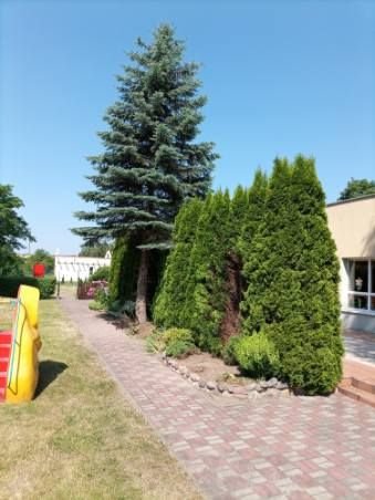 Widok na plac za Gminnym Przedszkolem w Widzewie. Wykoszony trawnik i podcięte krzewy