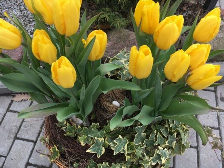 żółte tulipany w koszu wraz z bluszczem pomiędzy w głębi gniazdo z jajeczkiem