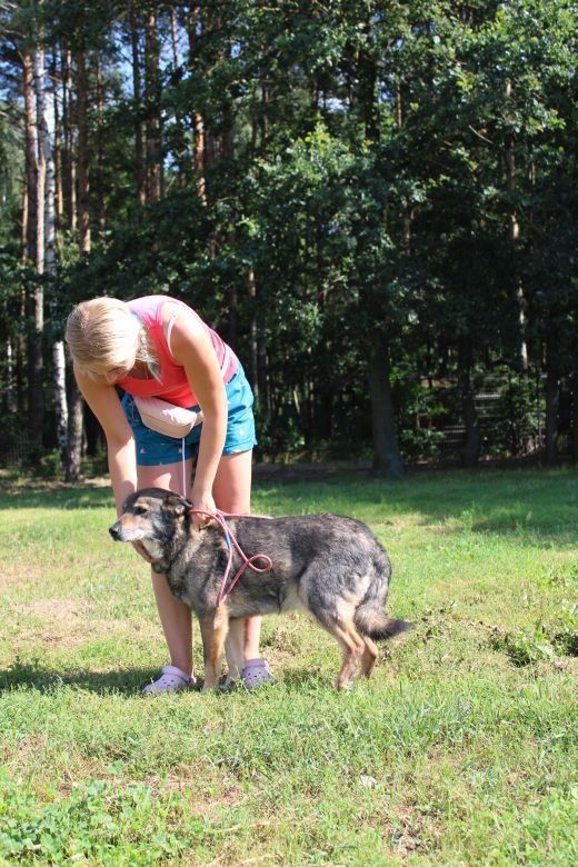 Pies o szaro-brązowej sierści stoi na trawniku obok kobiety