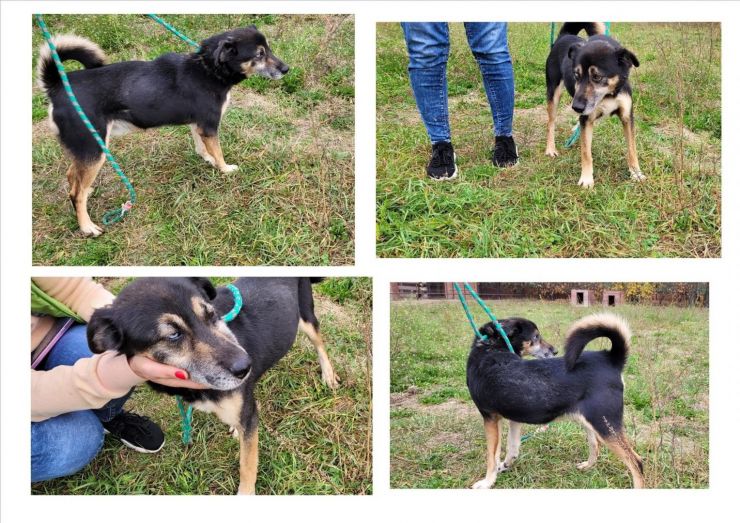 Kolaż czterech zdjęć przedstawiających czarno-brązowego psa na trawniku