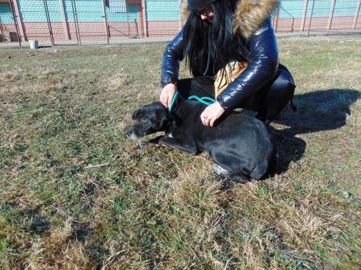 Czarny pies leży na trawniku obok kobiety